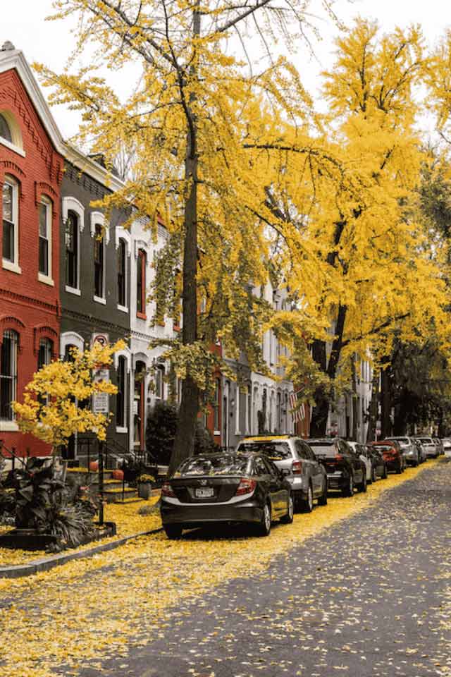 view of residential street with fall leaves